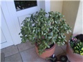 crasula